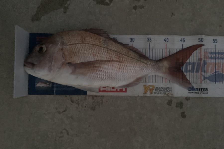 Mark Piskulic caught this 44.0cm Snapper at Northland during The Export NZ Fishing Competition